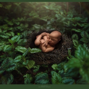 May include: A newborn baby sleeping peacefully in a nest made of twigs and leaves, surrounded by lush green foliage.