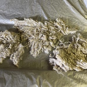 Teeswater Raw Felted Fleece Pieces wet felting