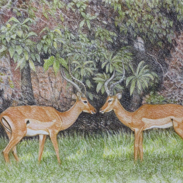Original Painting of Greeting Impalas in the African Bush, Male Antelopes, Original African Wildlife, Tanzania, Horned Antelopes in the Wild