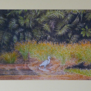 Puede incluir: Un ave garceta blanca se encuentra de pie en un cuerpo de agua poco profundo, rodeado de altas cañas verdes y palmeras. El fondo es de color verde oscuro y marrón.