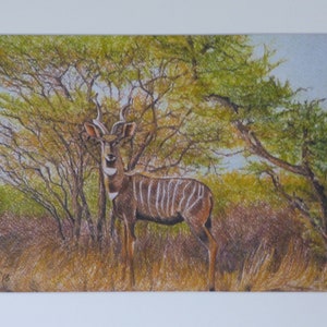 Kudu in the African Bush, African Wildlife, Horned Antelope, Unframed Kudu Prints, Antelope Artwork, Tanzania Africa, Greater Kudu Prints