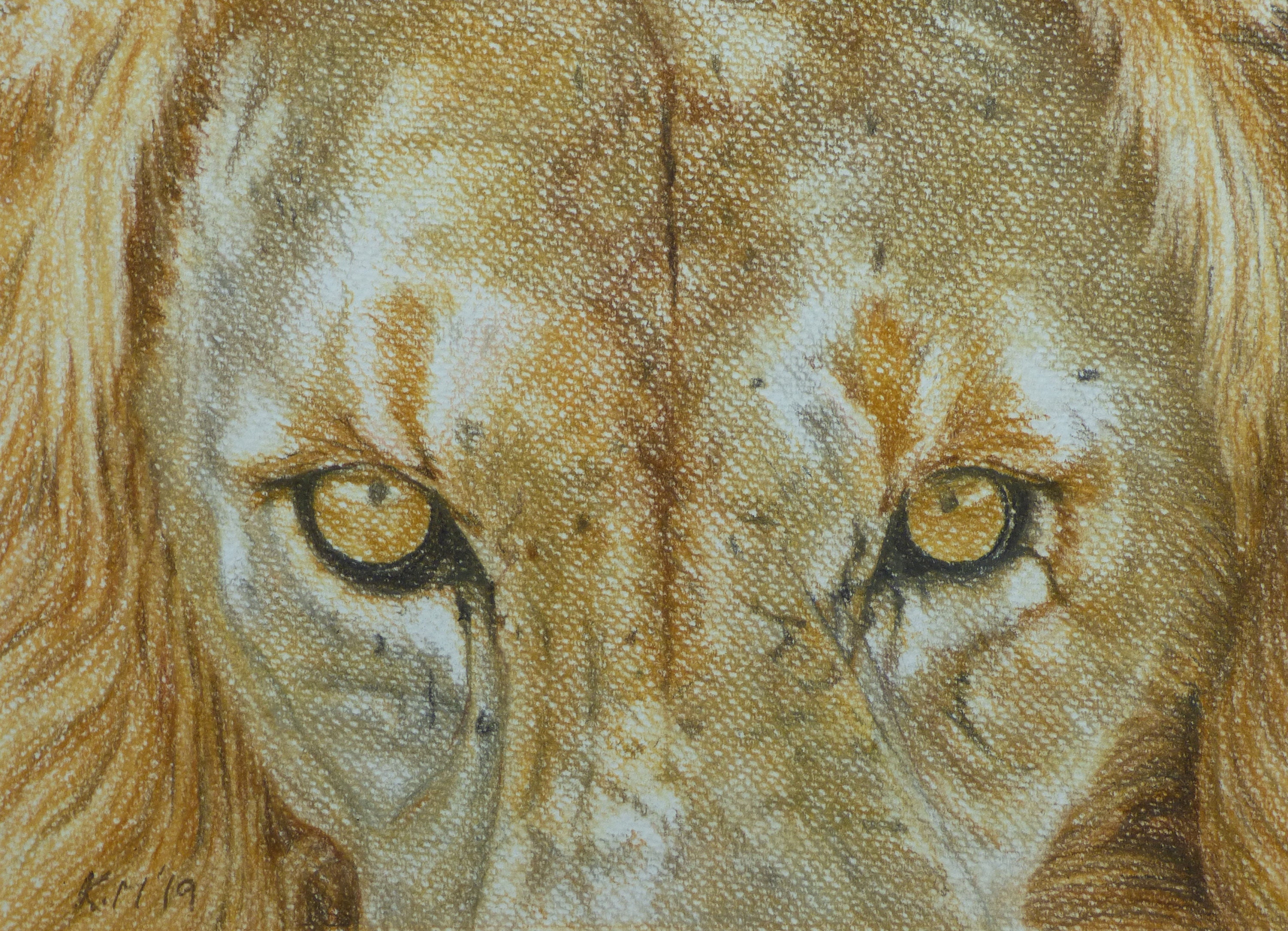 Lion Eyes Close Up Drawings