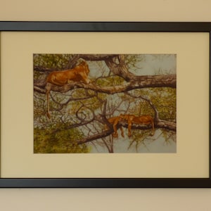 Sleeping Lions in Tree, African Wildlife, Lioness Prints, Big Cat Wall Art, Lioness in Tree, Tanzania Africa, Sleeping Lion Prints, Big Cats
