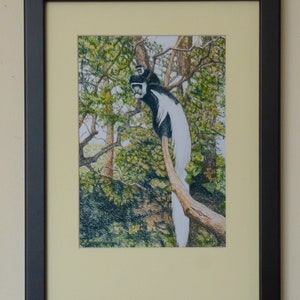 monkey art print, framed colobus monkey, african wildlife art, jungle animals, black and white, primates, monkey wall art, framed prints