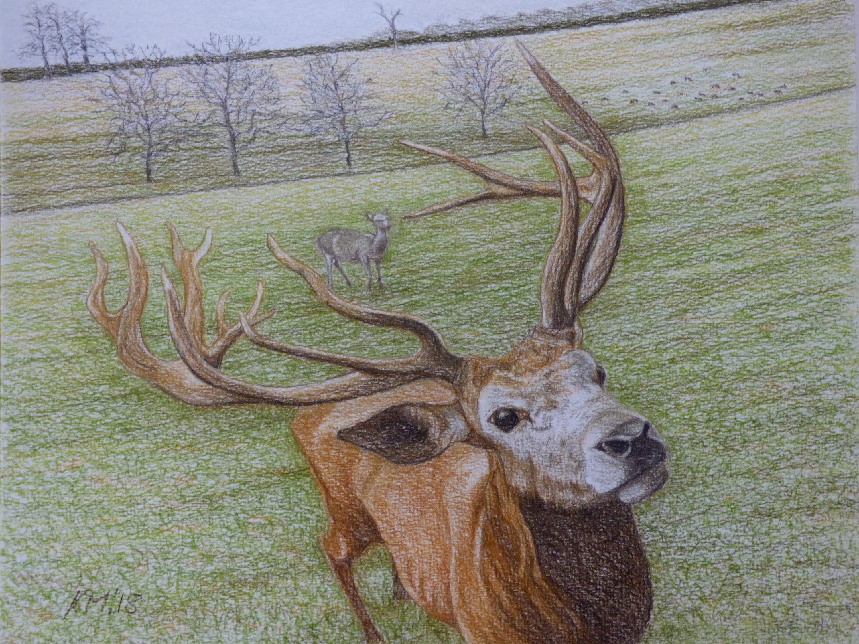 game birds farm animals wildlife animals print from my original pastel painting Red Deer Stag deer woodland British wildlife