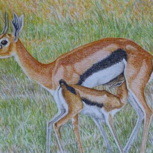 Gazzella madre e bambino, arte originale dell'antilope, gazzella del bambino, arte della fauna selvatica africana, cuccioli, arte originale, Africa Tanzania, arte pastello
