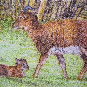 Könnte beinhalten: Eine braune und weiße Ziege mit Hörnern steht auf einer grünen Grasfläche. Eine kleinere braune und weiße Ziege liegt auf dem Boden vor der größeren.