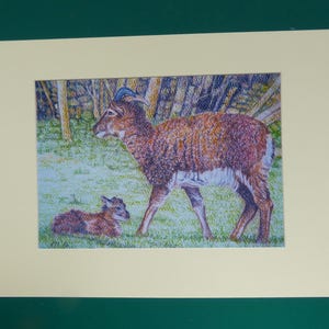 Sheep Prints, Farm Animal Prints, Lamb Print, Countryside Art Prints, Rural Art Print, Sheep and Lamb Print, Soay Sheep, Rustic Artwork