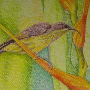 African Sunbird With Tropical Flowers, Original Painting, Tropical Bird Painting, Flowers and Raindrop, Tropical Birdlife, Original Artwork image 4