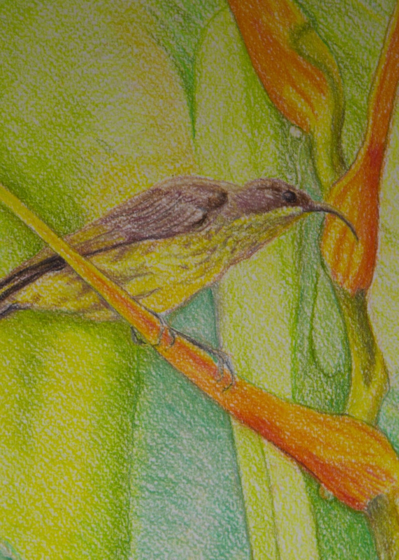 African Sunbird With Tropical Flowers, Original Painting, Tropical Bird Painting, Flowers and Raindrop, Tropical Birdlife, Original Artwork image 4