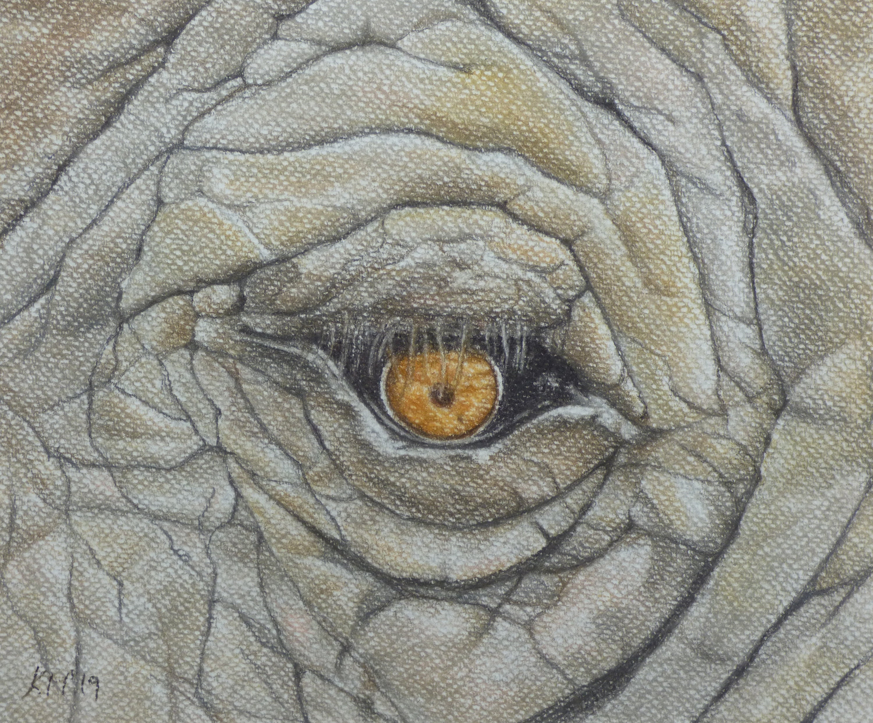 Elephant Eye Original Artwork African Elephant Wildlife Etsy