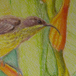 African Sunbird With Tropical Flowers, Original Painting, Tropical Bird Painting, Flowers and Raindrop, Tropical Birdlife, Original Artwork image 6