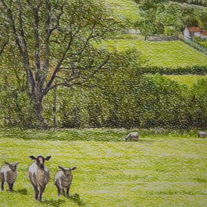 May include: A watercolor painting of a green grassy field with four sheep. The sheep are white with black faces and are standing in a field with a green background. There are trees in the background and a small house in the distance.