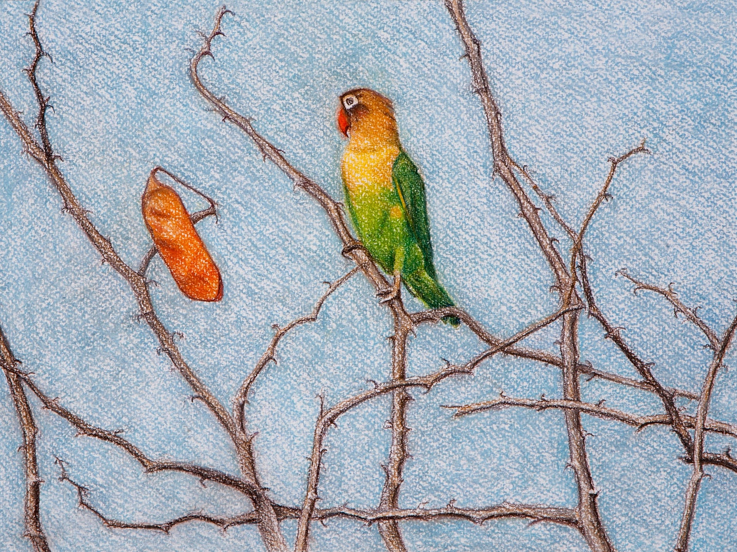 Tropical Bird Art, African Lovebird on Thorn Bush, Small Parrot