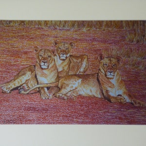 Unframed Lioness Print, Pride of Lions, African Wildlife, Animal Wall Art, Africa Artwork, Original Art Prints, Big Cat Print, Three Lions,