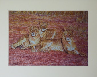 Unframed Lioness Print, Pride of Lions, African Wildlife, Animal Wall Art, Africa Artwork, Original Art Prints, Big Cat Print, Three Lions,