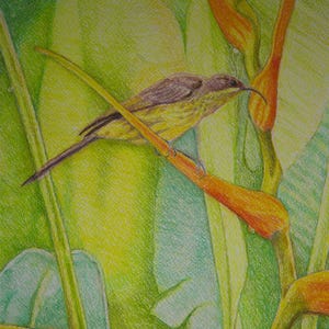 African Sunbird With Tropical Flowers, Original Painting, Tropical Bird Painting, Flowers and Raindrop, Tropical Birdlife, Original Artwork image 1
