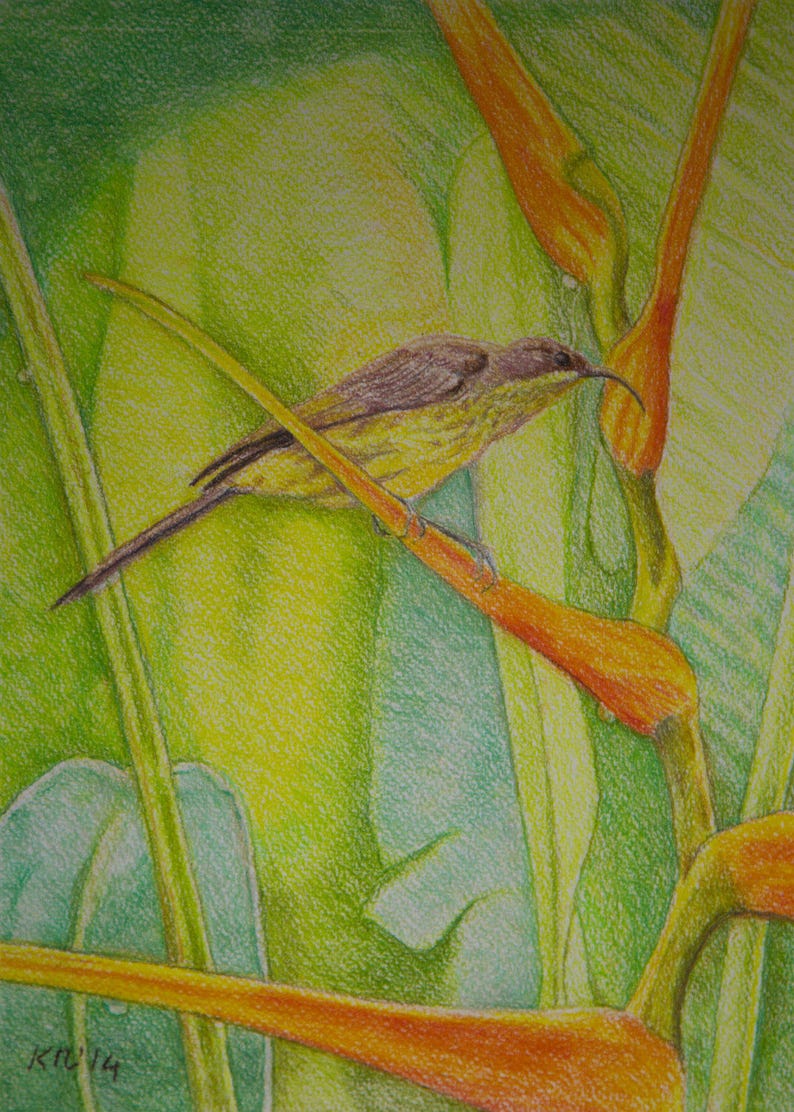 African Sunbird With Tropical Flowers, Original Painting, Tropical Bird Painting, Flowers and Raindrop, Tropical Birdlife, Original Artwork image 1