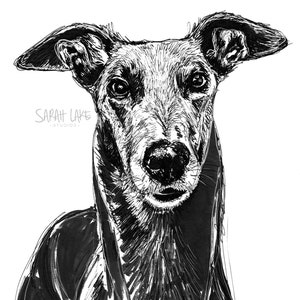 Greyhound Dog Arte in bianco e nero Biglietto d'auguri A5 vuoto whippet razza levriero italiano levriero animale domestico disegno schizzo penna pennarello inchiostro crufts
