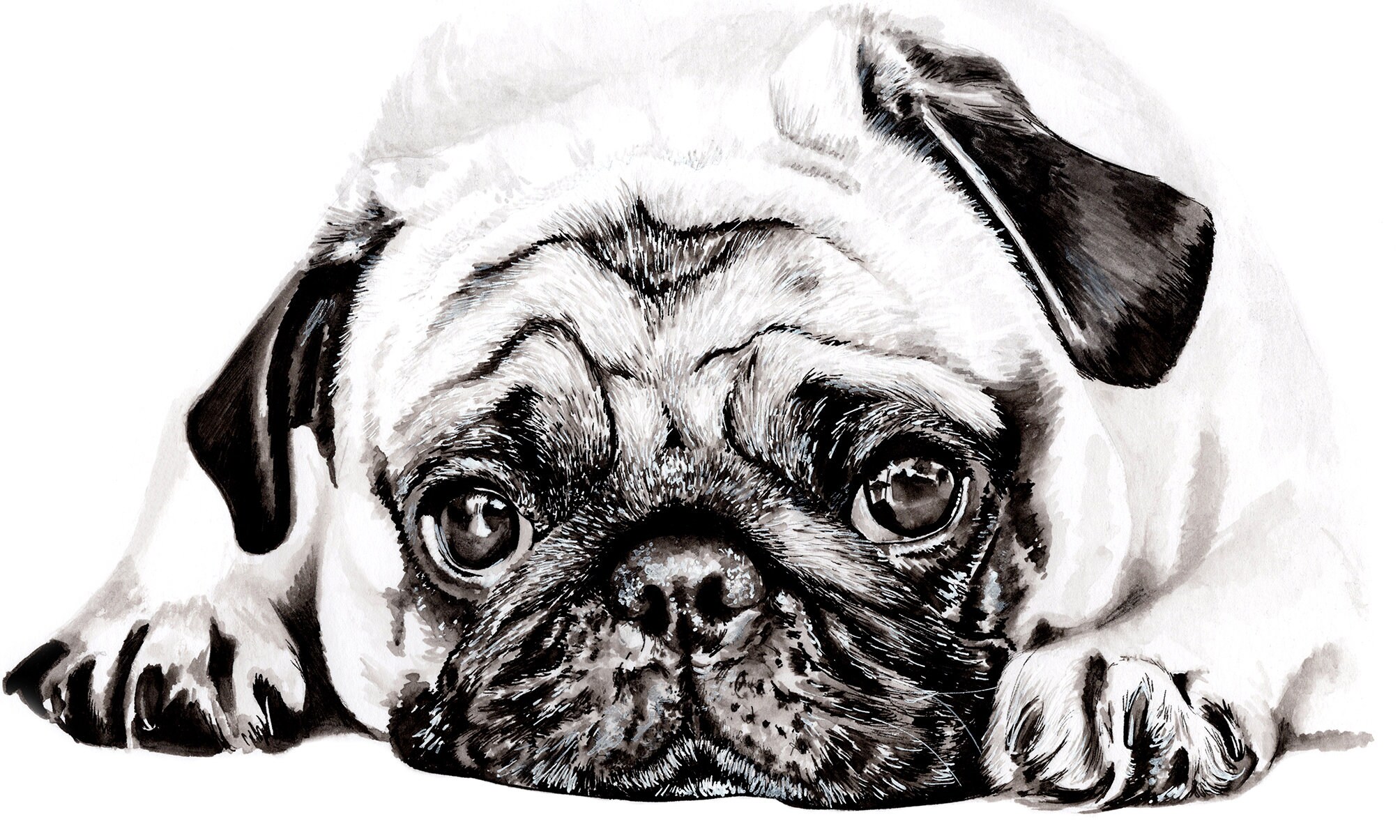 Pug Puppy Dog Pen y Tinta Bellas Artes Giclee Impresión - Etsy México Pug Puppy Dog Pen y Tinta Bellas Artes Giclee Impresión - Etsy México