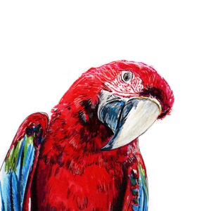 Ara rouge perroquet oiseau stylo dessin Art A5 carte de voeux vierge paradis tropical ailes plumes croquis oeuvre encre zoo animal illustration animal de compagnie