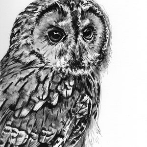 Tawny coruja pássaro pintura arte a5 cartão em branco vida selvagem asas de animais penas voando preto branco desenho caneta tinta esboço olhos britânico reino unido