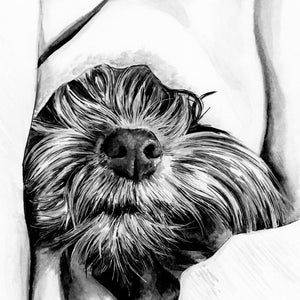 Deken gezellige hond pen inkt kunst blanco A5 wenskaart puppy vacht neus zondag lui schattig slaperig slaap slapen baby huisdier zwart wit