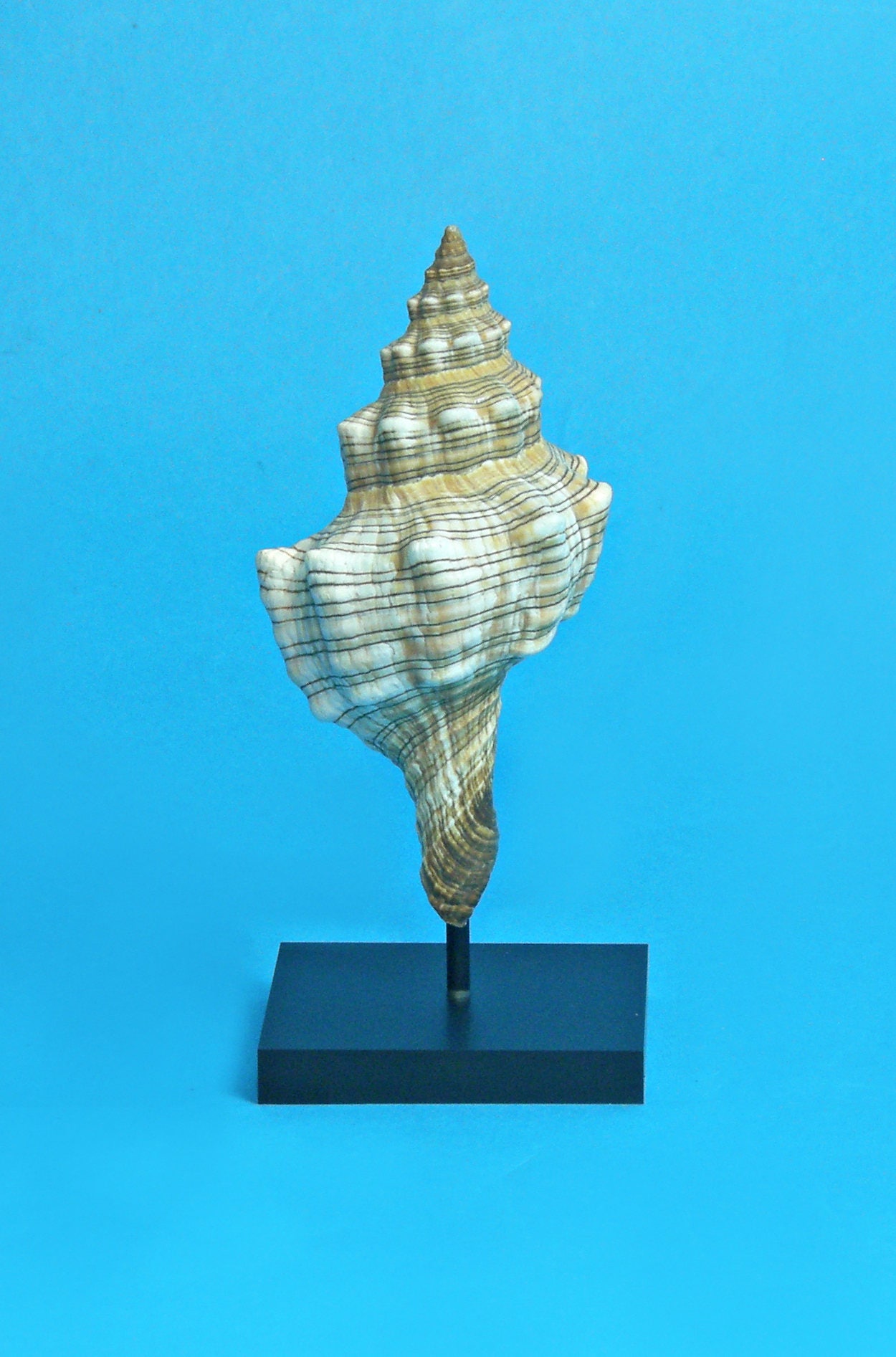 Vintage NAUTICAL DECOR 3 Tier Stand Conch Shell Seashell Metal Shelf  Stand❤️sj3j
