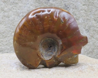 Zuni Fetish-Native American Animal Carving-Miniature Opalized Ammonite Bear-Spirit Animal-Kenric Laiwakete