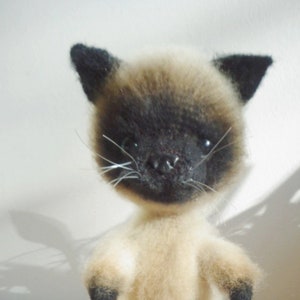 Tom the Cat