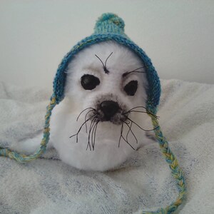 SnowBall the baby seal