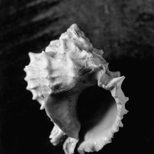 Shell
