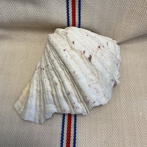 Large Vintage Clam Shell