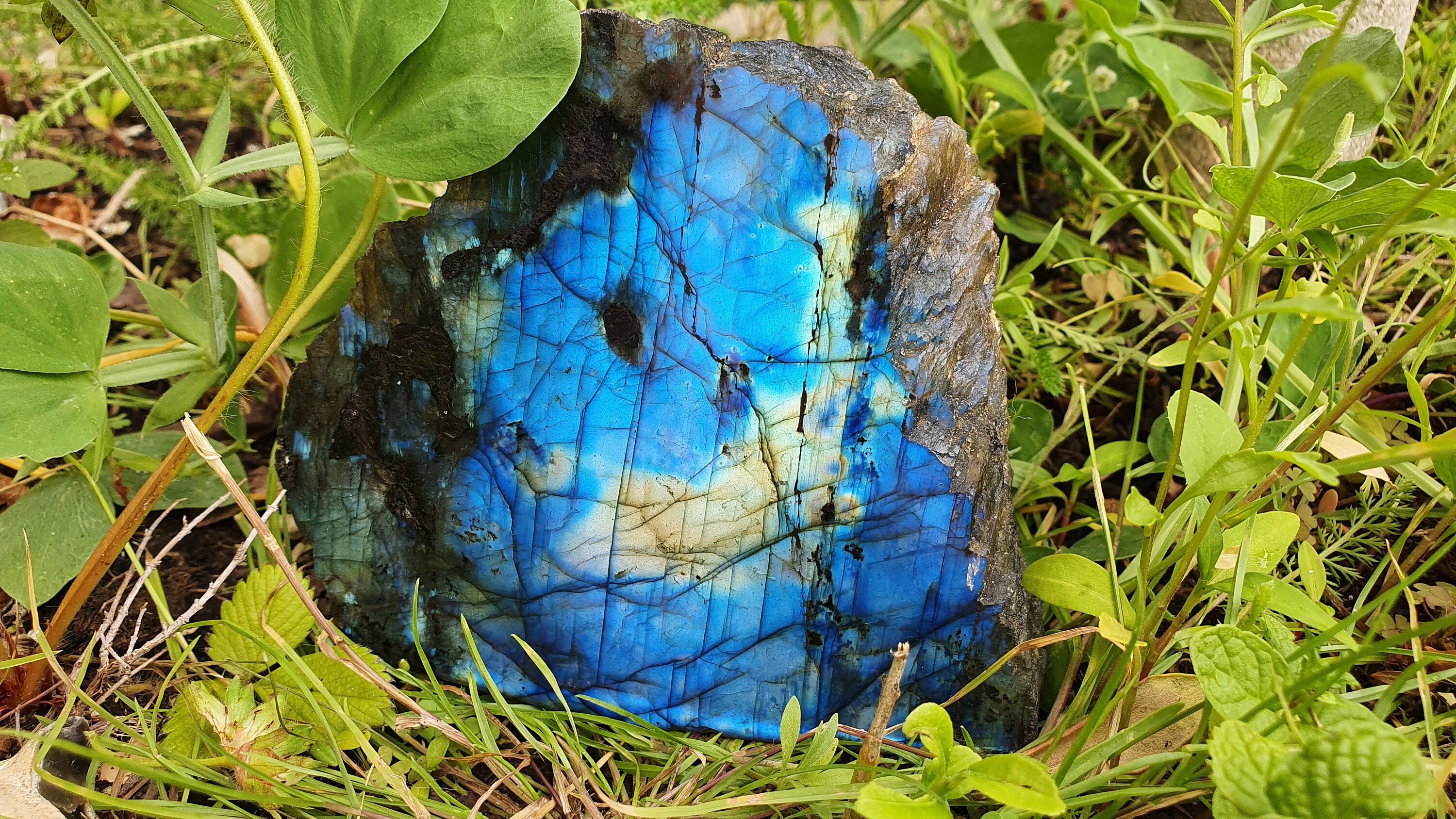 Magnifique Labradorite Face Libre Mi Polie/Mi Brute de Madagascar - 503 Gr