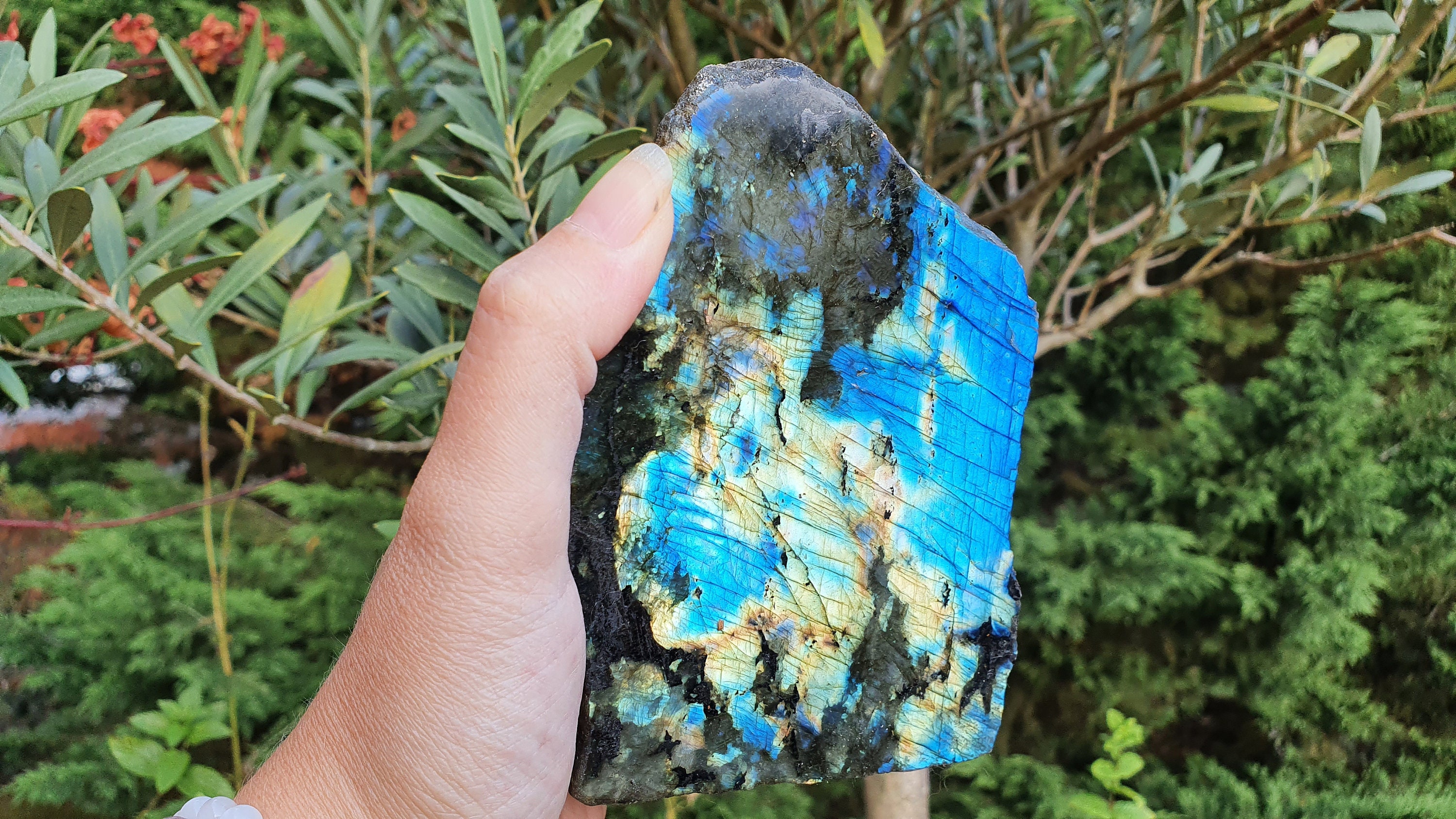 Splendide Labradorite Multicolore Face Libre Mi Brut/Mie Polie Madagascar - 852 Gr