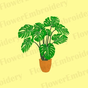 Puede incluir: Una planta de monstera verde en maceta con hojas grandes y divididas en una maceta de terracota.