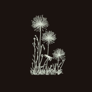 May include: A black and white line drawing of three dandelion flowers with stems and leaves. The flowers are in various stages of bloom, with some having seeds and others still closed.