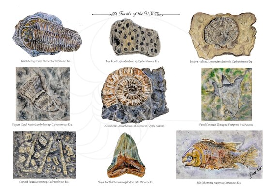 4 Orthocone Nautiloid Cephalopod Carboniferous Prehistoric Squid