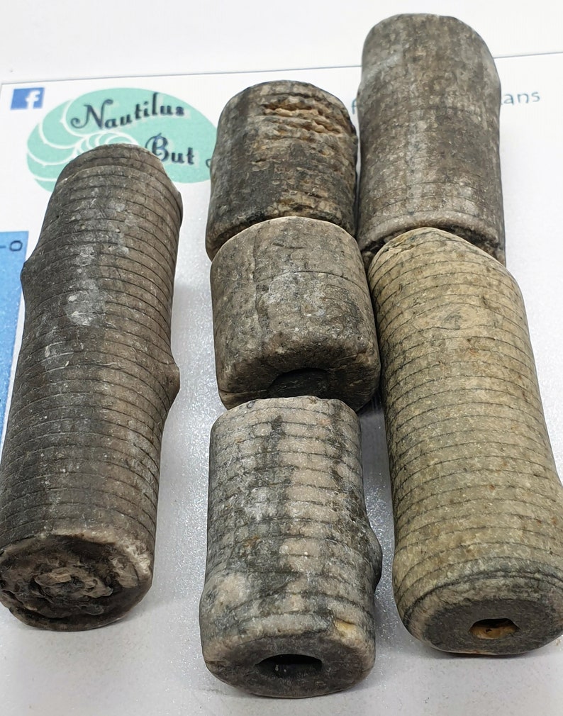 jewelleryartscraftslapidaryfossil collecting. 6 Large Pieces of Scottish Fossil Sea LilyCrinoid Carboniferous era 3 million years old