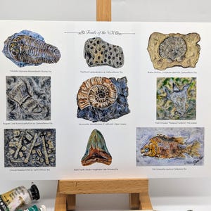 Puede incluir: Una ilustración colorida de nueve fósiles diferentes encontrados en el Reino Unido. Los fósiles incluyen un trilobites, un braquiópodo, un ammonite, una huella de dinosaurio, un diente de tiburón y un pez. La ilustración está etiquetada con los nombres científicos de los fósiles y los períodos geológicos en los que se encontraron.