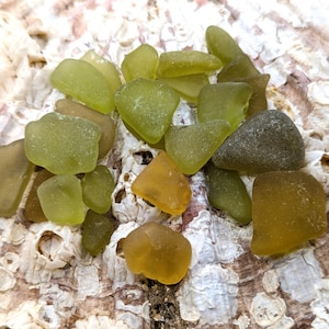 23 Yellowish Yellows Yellow Gold & Lime Scottish Sea Glass inc 1 yellow Sea glass Button Jewellery Arts Craft Scottish Vintage Sea Glass
