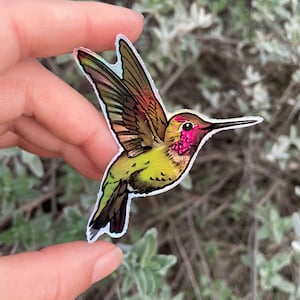 Pegatina holográfica de colibrí de Anna / Colibrí nativo de California, Oregón, amante de la naturaleza, para portátil o botella de agua