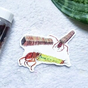 Caddisfly brachycentrus decal - Fly fishing Gift - Insect Anatomy Field Guide - Aquatic Entomology Sticker - Laptop or Water bottle