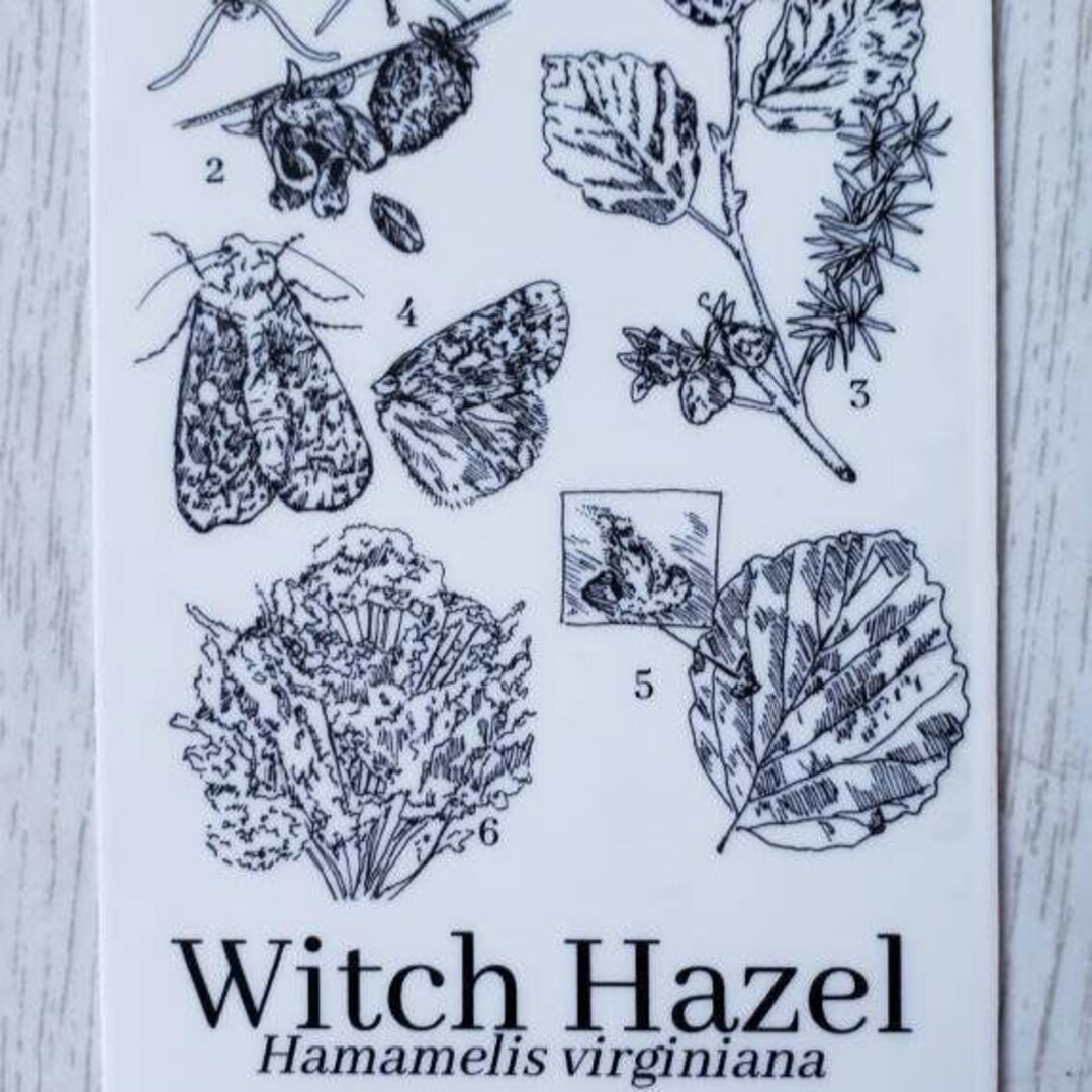 Witch Hazel Vinyl Waterproof Sticker - Etsy