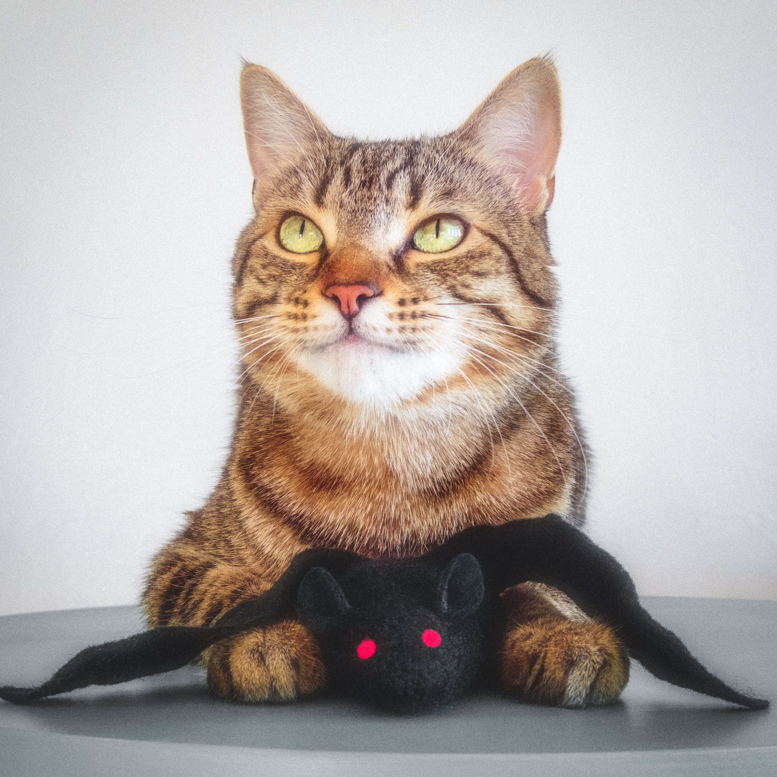 bat cat toy
