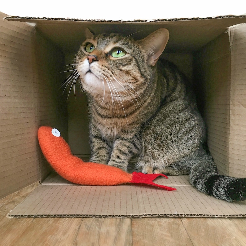May include: A tabby cat with green eyes sits inside a cardboard box with a red and orange plush toy shaped like a worm.