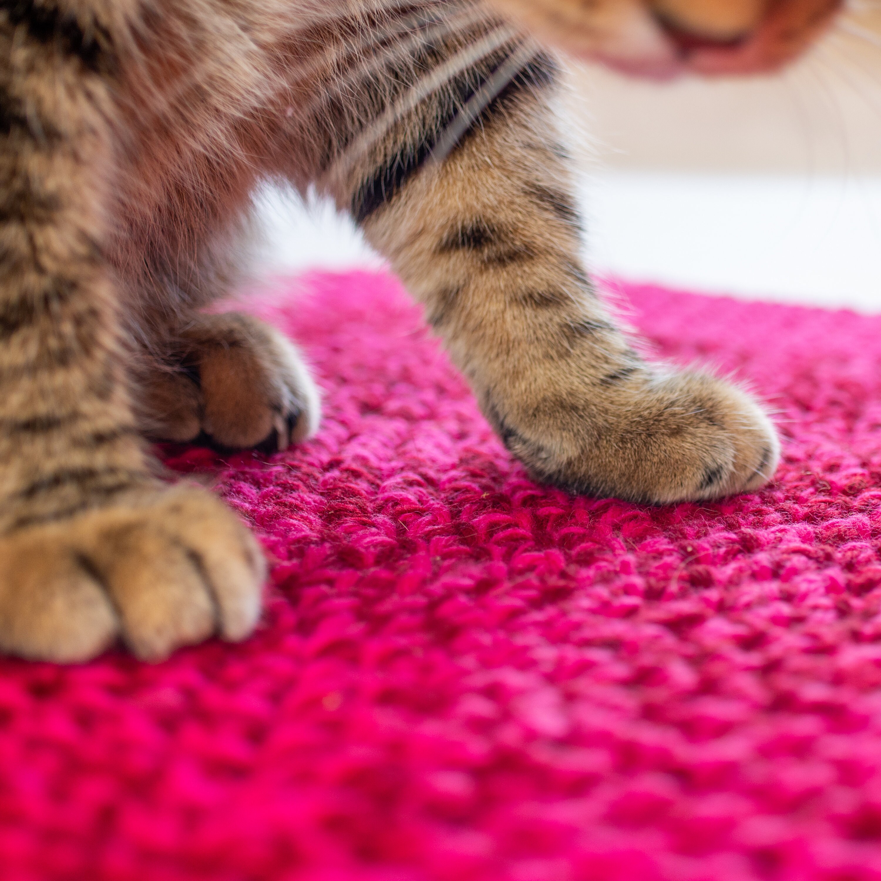 Pet Bedding Cat Mat Cat Blanket Crochet Blanket Fuschia Etsy Australia