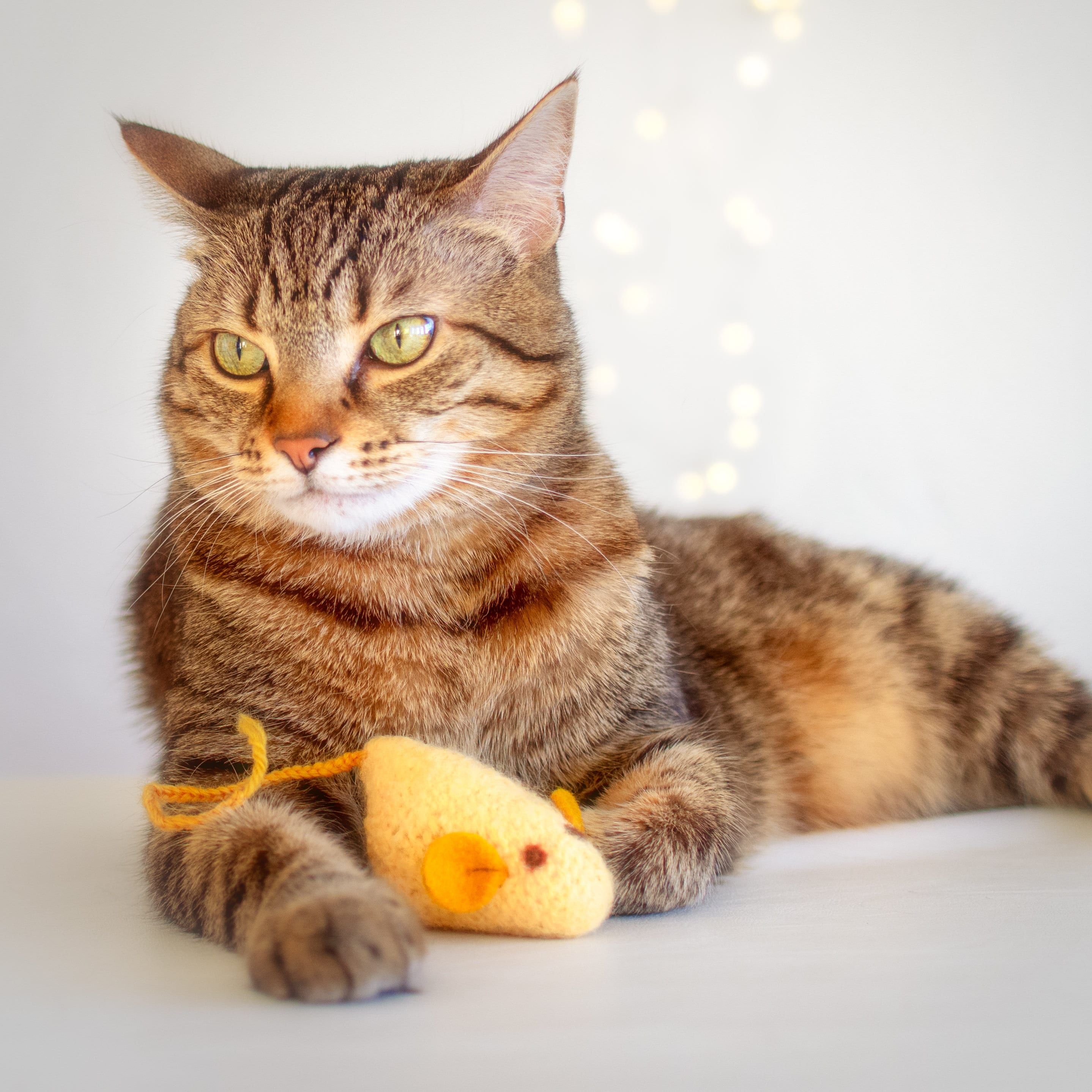 Catnip Toy. Custard Mouse. Catnip Mouse. Yellow Cat Toy. Organic