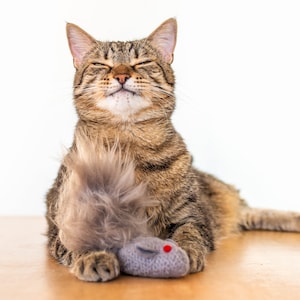 Cat Toy. Catnip Squirrel. Gray Squirrel. Catnip Toy. Fun Fur Cat Toy. Organic Cat Toy. Organic Catnip. Felt Cat Toy. Catnip Toy