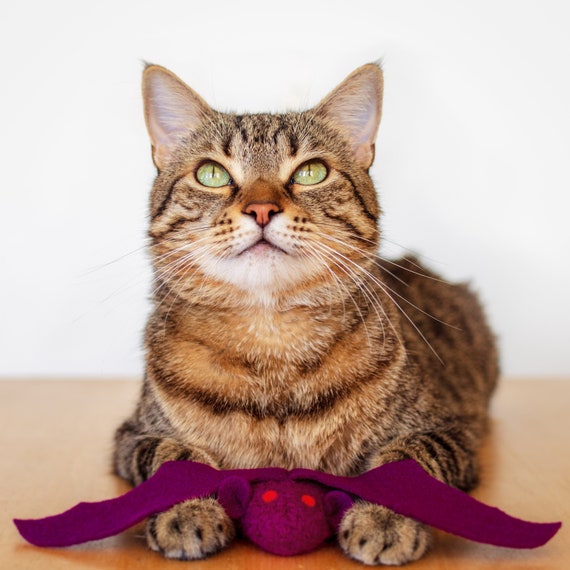 bat cat toy